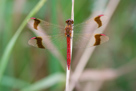 Sympetrum pedemontanum